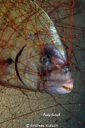 fish caught in lost net in the adriatic sea. by Andreas Kutsch 